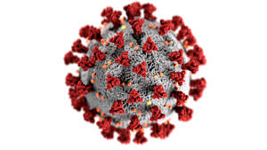 An image of a coronavirus molecule, shown as a gray ball with red spikes on its surface