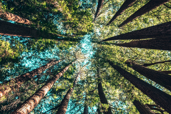 Pine tree tops